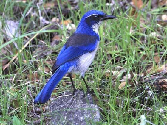 MSU researcher’s study on island scrub jays and West Nile virus published in an international journal