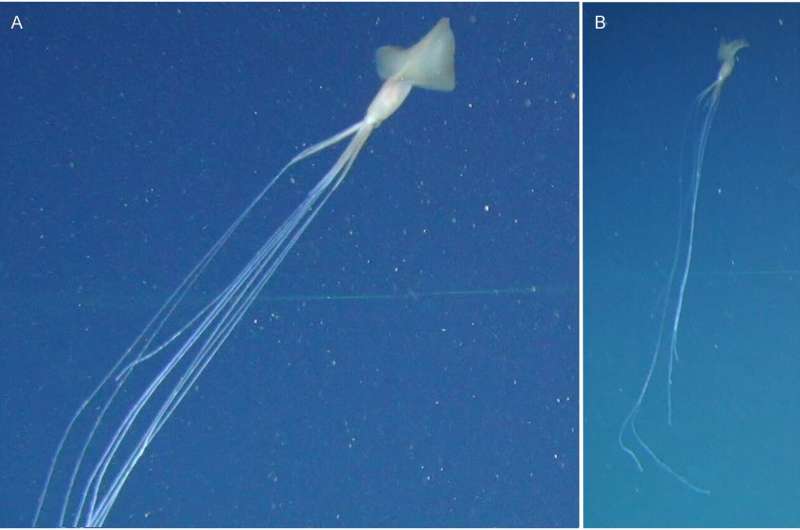 Multiple sightings of mysterious, Bigfin squid documented in the Great Australian Bight
