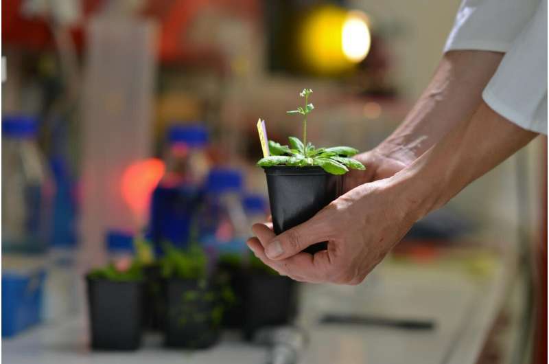 Mutation reduces energy waste in plants