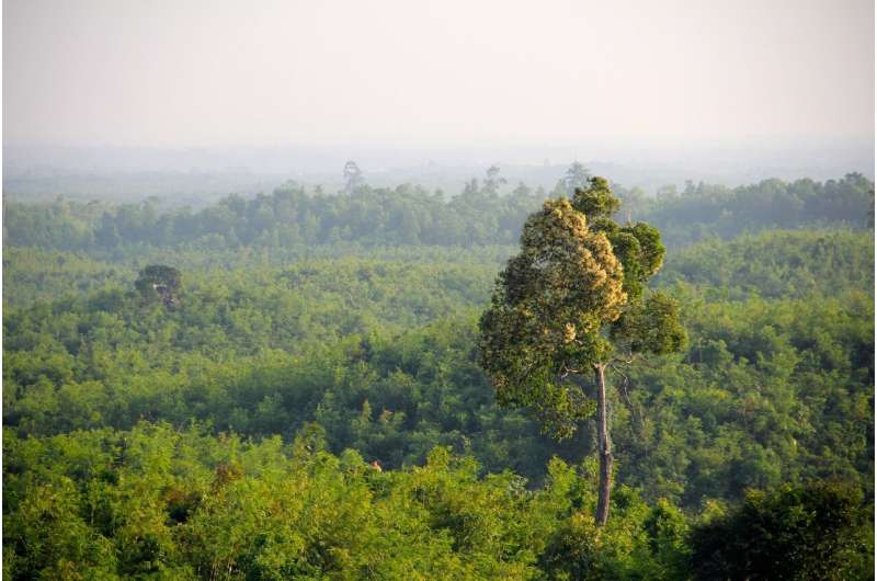 myanmar forest