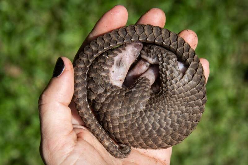 Myanmar is a hub for the illegal trafficking of wildlife such as pangolins—a trade driven by demand from China
