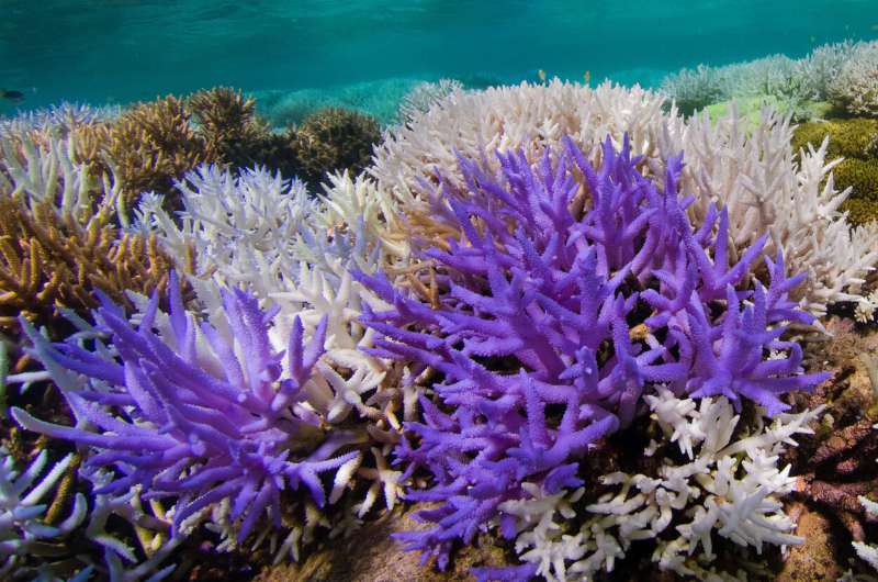 Mysterious glowing coral reefs are fighting to recover