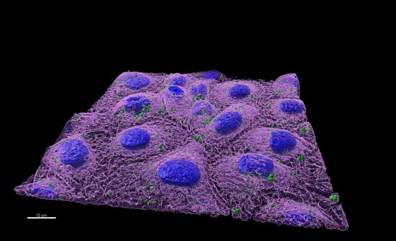 Nanoplastics alter intestinal microbiome and threaten human health