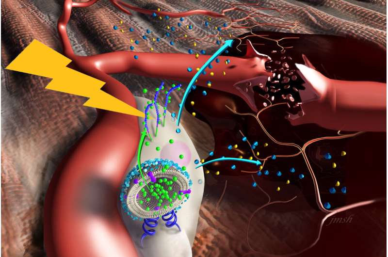 Nanostimulators boost stem cells for muscle repair