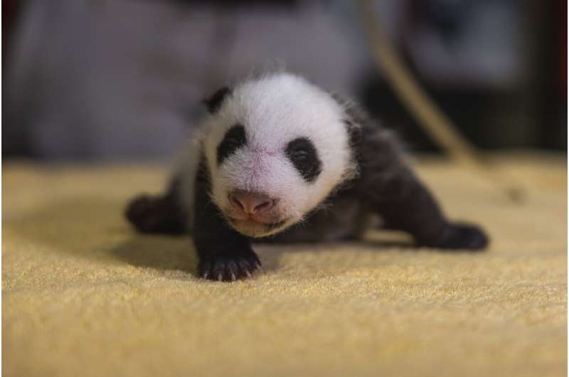 National Zoo: Genetic tests reveal new baby panda is a boy