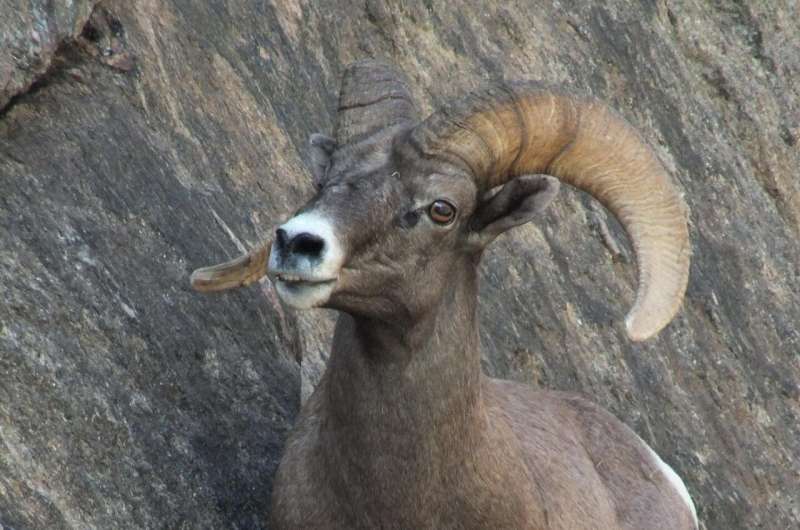 Native desert bighorn sheep in ecologically intact areas are less vulnerable to climate change