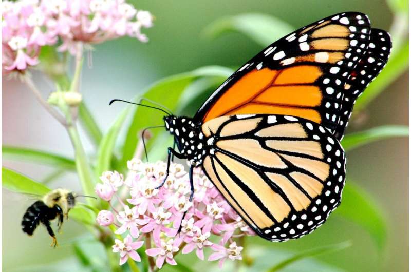 Native milkweed cultivars planted by the public can support monarch butterflies and bees