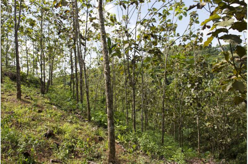 Native trees thrive in teak plantations and may protect the Panama Canal