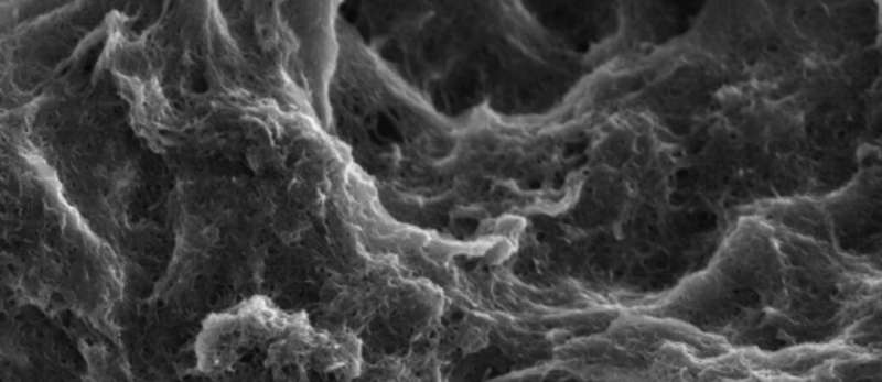 Nature-imitating coating makes batteries more durable and efficient