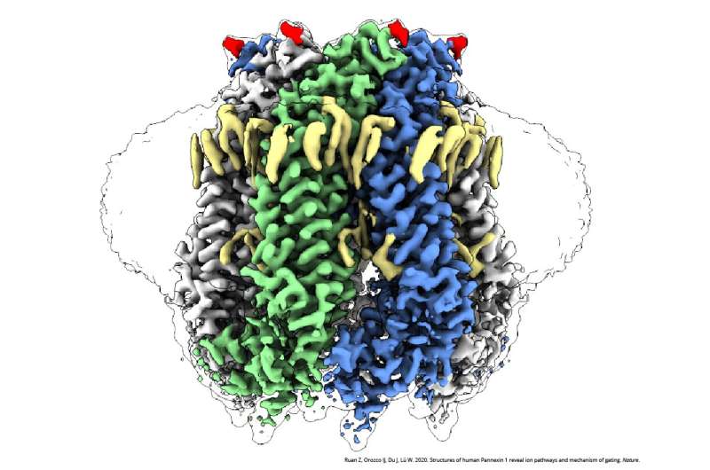 Near-atomic 'blueprint' reveals inner workings of drug target for cancer, other diseases
