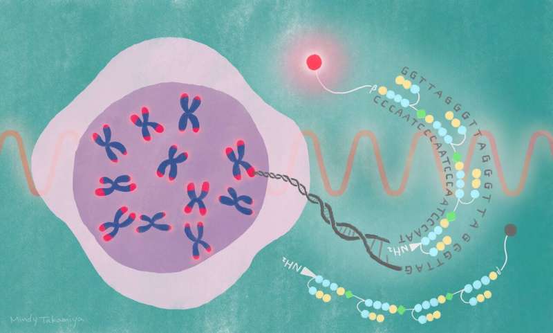 Near-infrared probe decodes telomere dynamics