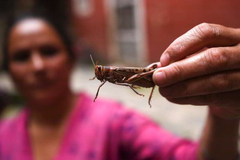 Nepal is offering farmers cash rewards for catching locusts instead of using pesticides