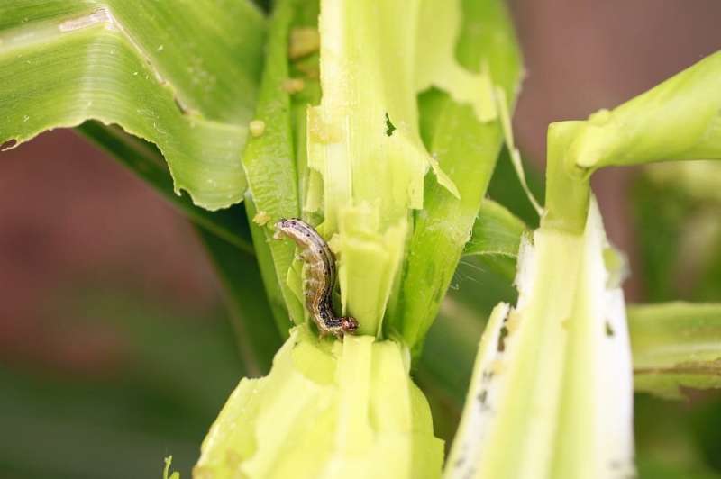 'Net' is closing in on more viable biological control options for fall armyworm menace