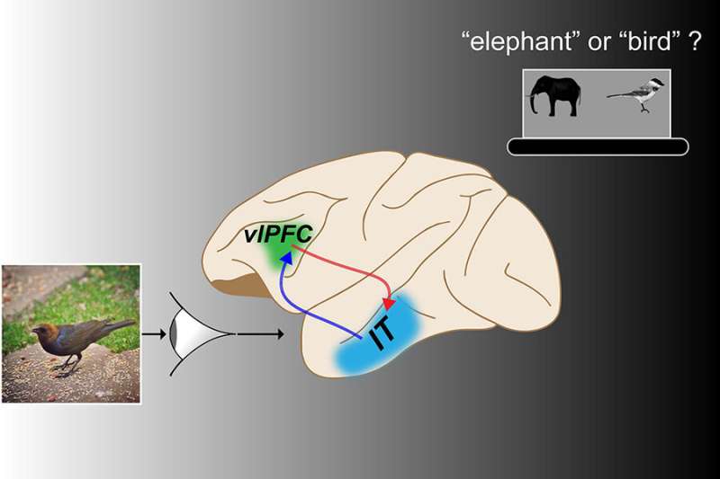 Neural pathway crucial to successful rapid object recognition in primates
