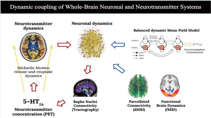 Neuronal and neurotransmitter systems dynamic coupling explains the effects of psilocybin