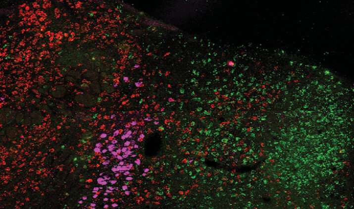 Neurons in the brainstem entice mice to keep snacking