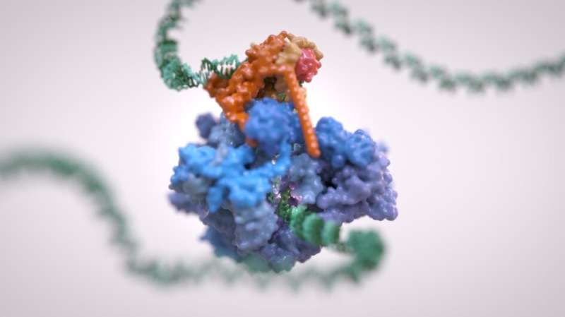 New 3-D structure of RNA polymerase III could lead to new treatments