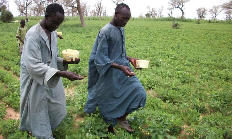 New aflatoxin biocontrol product lowers contamination of groundnut and maize in Senegal