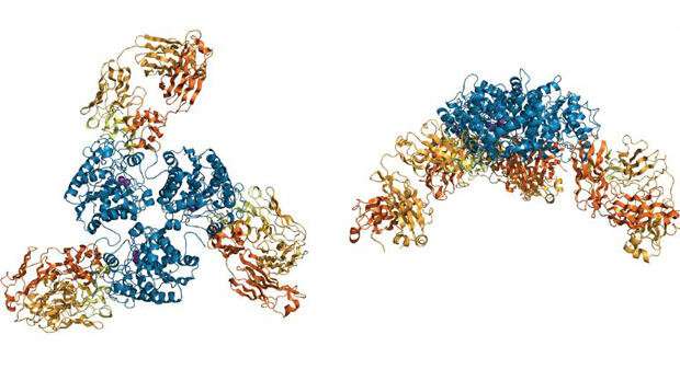 New antibody maturation technique yields high-affinity Arginase 2 antibody