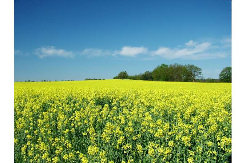 New discovery will help fight lethal oilseed rape disease