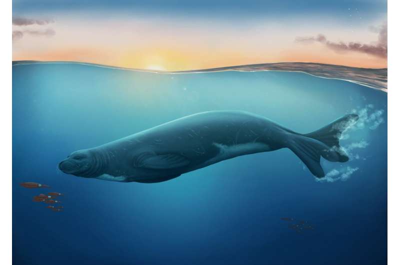 New fossil seal species rewrites history