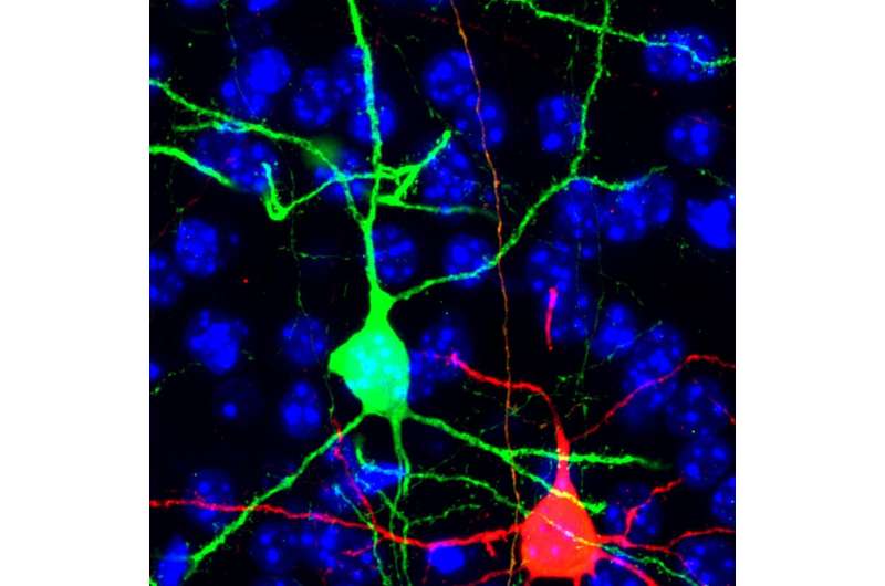 New function for potential tumor suppressor in brain development