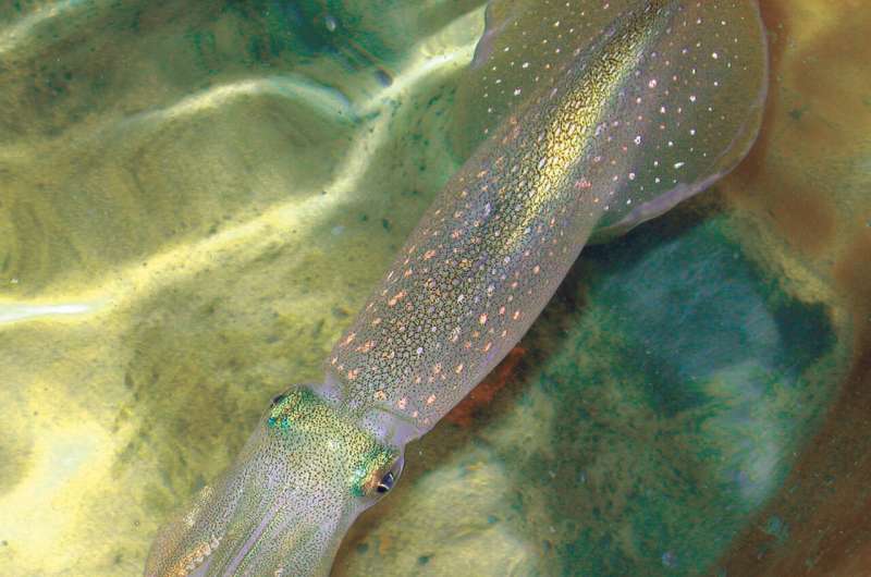 New genetic editing powers discovered in squid