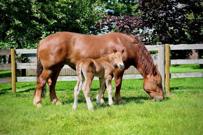 New hope for rare breeds as a healthy filly foal is born from sexed semen