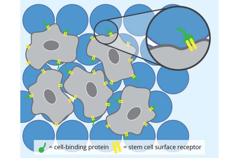 New hydrogels wither while stem cells flourish for tissue repair