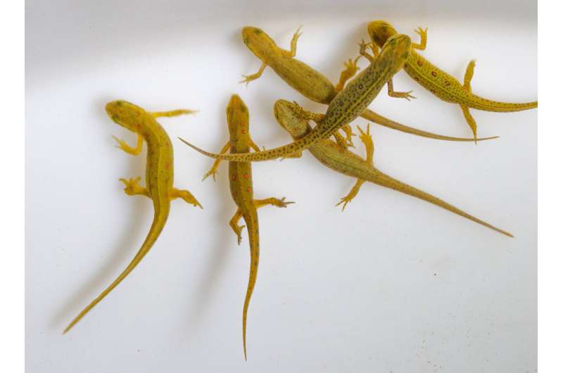 New information about the transmission of the amphibian pathogen, Bsal