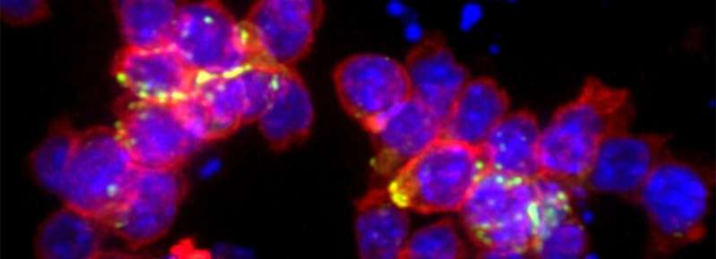 New insight into immune cell behaviour offers opportunities for cancer treatment