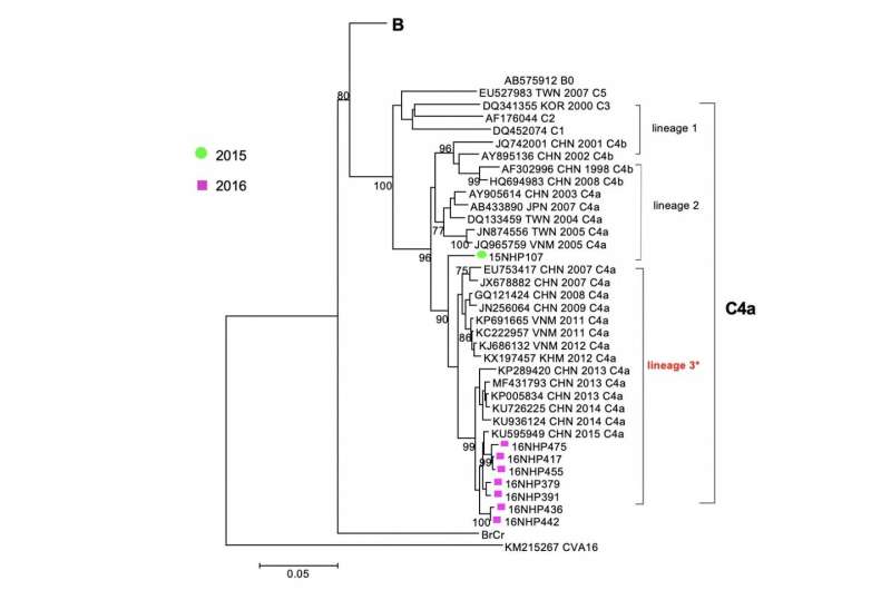 Newly emerged enterovirus-A71 C4 isolates may be more virulent than B5 in northern Vietnam