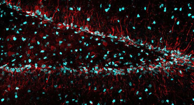 Newly identified cellular trash removal program helps create new neurons
