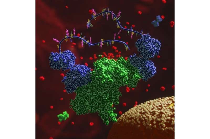 循环蛋白质的新主要突出组学研究为翻译研究和药物开发提供了新的见解。