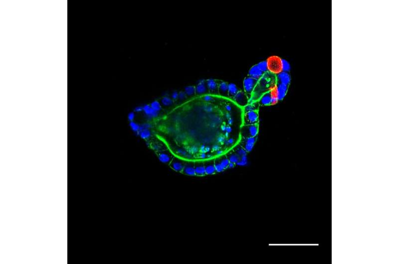 New paper explores organoid growth and development, illustrates new route for control