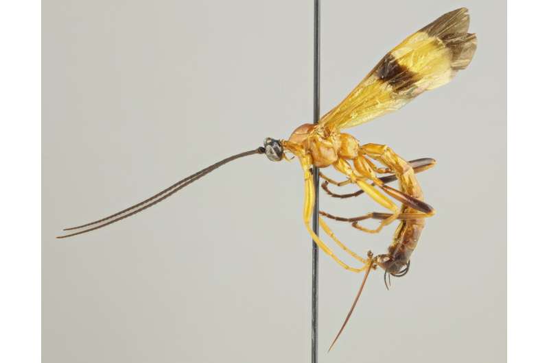 New parasitoid wasp species discovered in the Amazon – can manipulate host’s behaviour