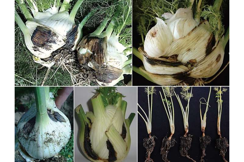New pathogen threatens fennel yield in Italy
