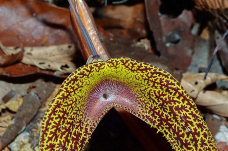 New plant species from Amazonia region named after Dresden botanist