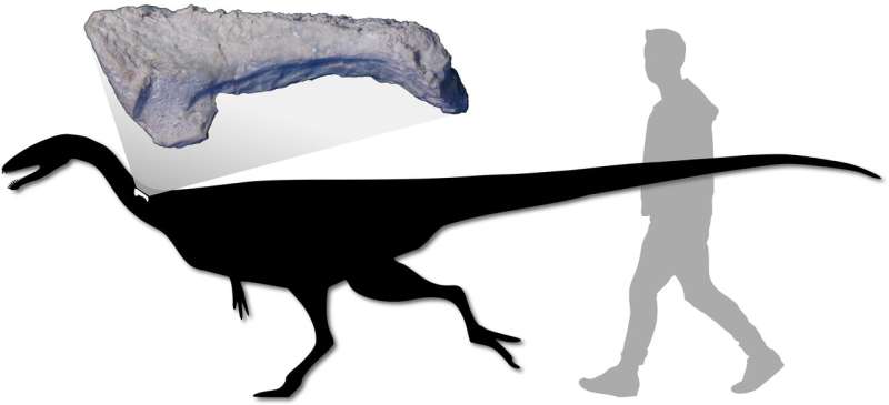 New predatory dinosaur added to Australia's prehistory