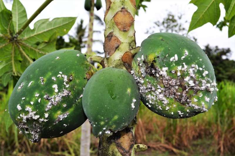 New research maps potential global spread of devastating papaya mealybug pest