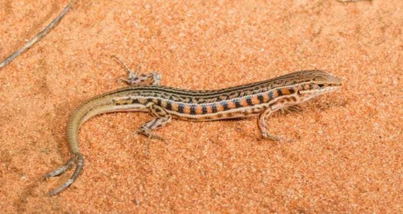 New study analyses multiple-tailed lizards
