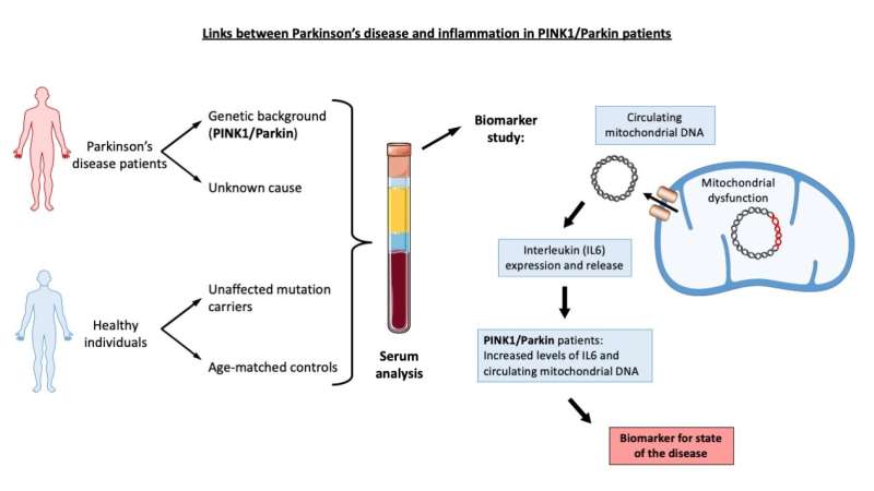 New study highlights links between inflammation & Parkinson’s disease
