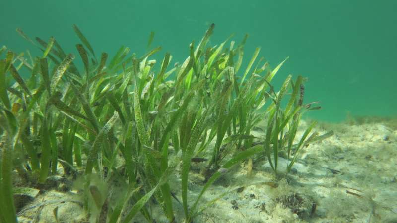 New study sparks fresh call for seagrass preservation