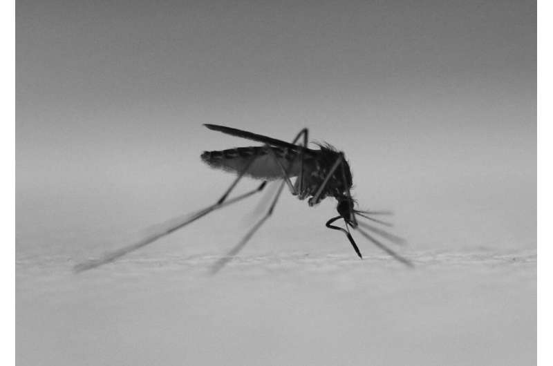 New tool mimics human skin to allow detailed study of mosquito biting