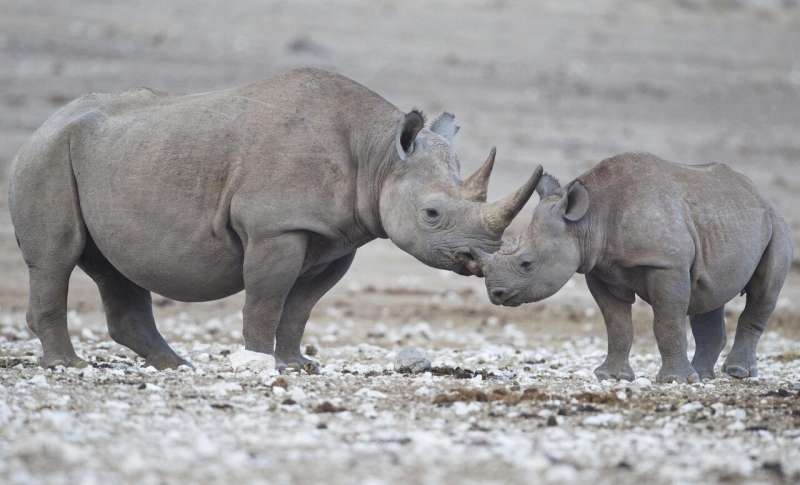 New tracking technology will help fight rhino poaching in Namibia