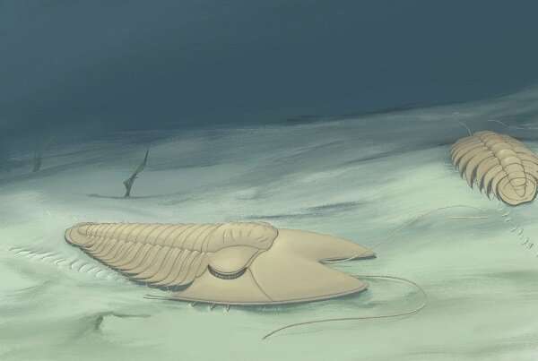 New trilobite fossil reveals cephalic specialization of trilobites in Middle Cambrian