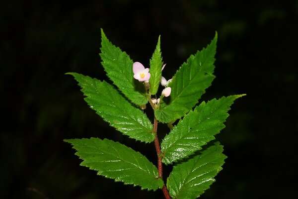 New tuberous species of begonia found in southern Yunnan
