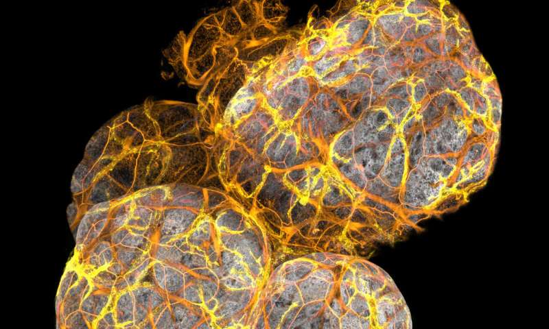 New type of immune cell discovered in breast ducts
