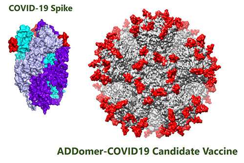 New vaccine platform used to develop COVID-19 candidates