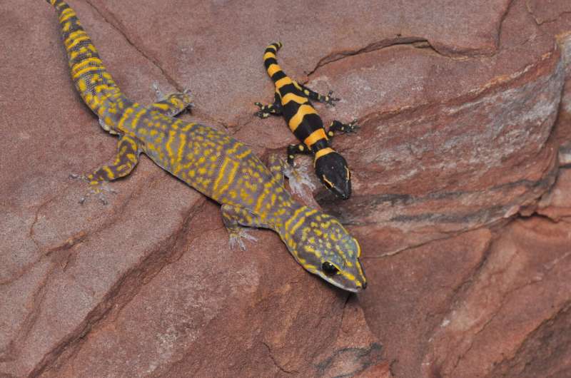 New velvet gecko discovered on one of Australia’s northern islands